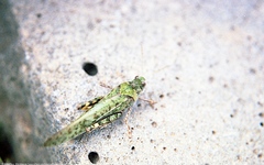 Angaracris barabensis