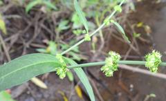 Rumex nepalensis