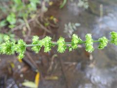 Rumex nepalensis
