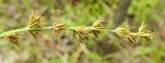Scleria bulbifera