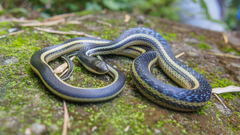 Thamnosophis lateralis