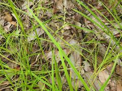 Scleria bulbifera