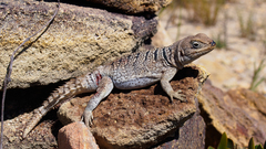 Oplurus cyclurus