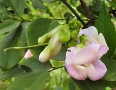 Vigna vexillata vexillata