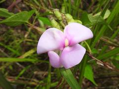 Vigna vexillata vexillata