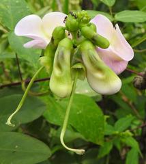 Vigna vexillata vexillata