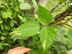 Vigna vexillata vexillata