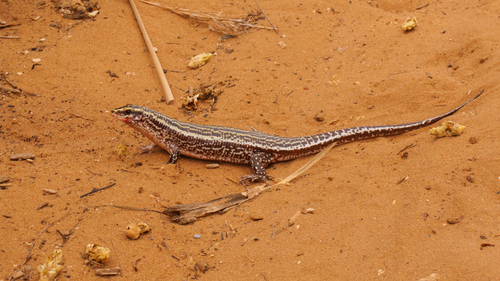 Four-striped Girdled Lizard