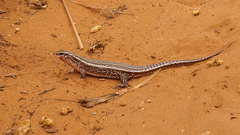 Four-Lined Girdled Lizard photo 2
