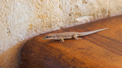 Phelsuma modesta leiogaster