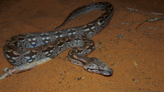 Acrantophis dumerili