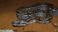 Acrantophis dumerili