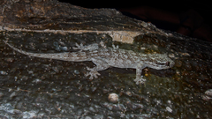 Blaesodactylus sakalava