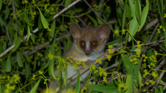 Microcebus griseorufus