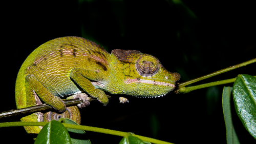 Antimena chameleon