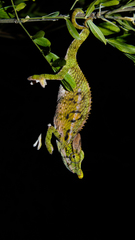 Furcifer antimena