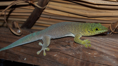 Phelsuma standingi