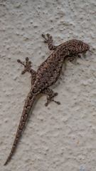 Lygodactylus pictus