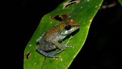 Guibemantis liber