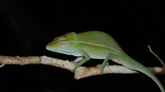 Short-Nosed Chameleon photo 2