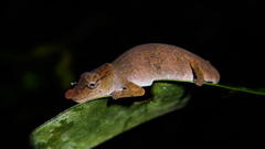 Calumma nasutum