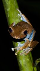 Madagascar Bright-Eyed Frog photo 1