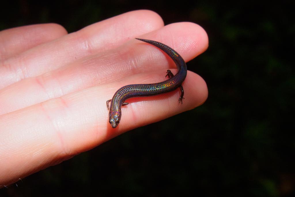 Dwarf Skink