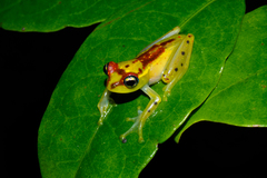 Boophis bottae