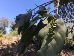 Coccoloba barbadensis