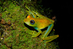 Boophis viridis