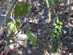 Coccoloba barbadensis