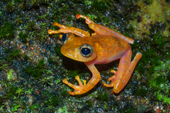 Boophis pyrrhus