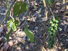 Coccoloba barbadensis