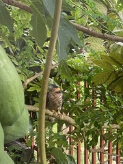 Chondrohierax uncinatus