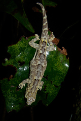 Lygodactylus miops