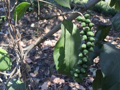 Coccoloba barbadensis