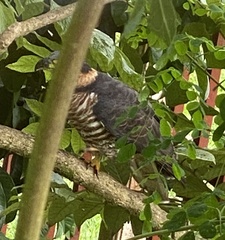 Chondrohierax uncinatus