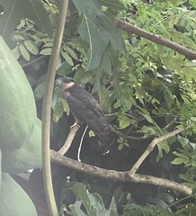 Chondrohierax uncinatus