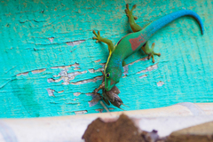 Lined Day Gecko photo 4