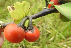 Solanum aethiopicum