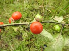 Solanum aethiopicum