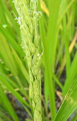 Oryza