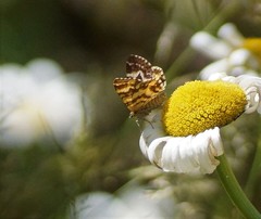 Chrysolarentia polycarpa
