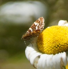 Chrysolarentia polycarpa