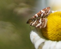 Chrysolarentia polycarpa
