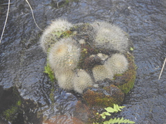 Aylostera fiebrigii
