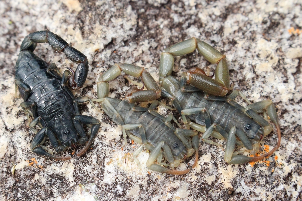Yellow Lesser-Thicktail Scorpion
