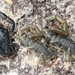 Yellow Lesser-Thicktail Scorpion - Photo (c) Dan Lee, some rights reserved (CC BY-NC), uploaded by Dan Lee