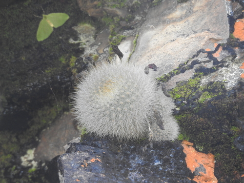 Image of Aylostera fiebrigii by no rights reserved