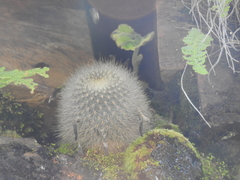 Aylostera fiebrigii